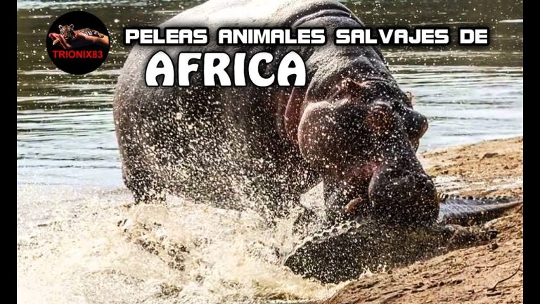 Peleas de animales salvajes de africa