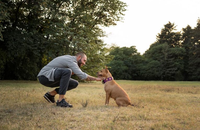 Entrenamiento canino: cuándo empezar y cómo hacerlo